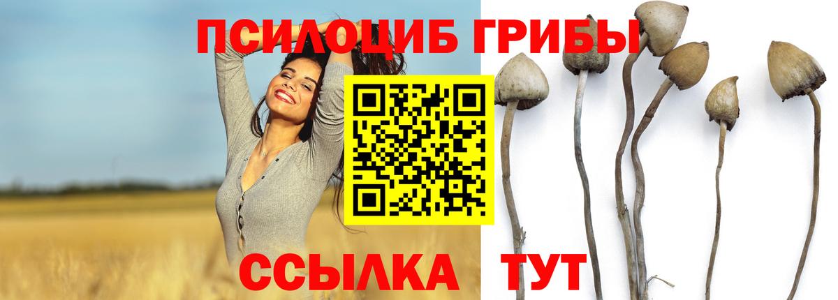 Псилоцибиновые грибы GOLDEN TEACHER  Вход с VPN  Будённовск 